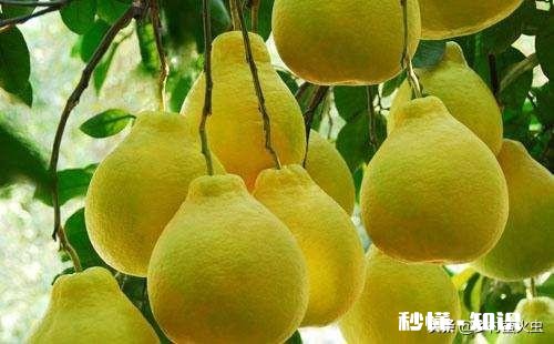 农村果子赶早摘，烂了口碑和市场，这个锅该谁来背