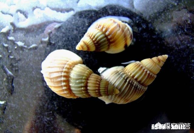 海螺怎么识年龄