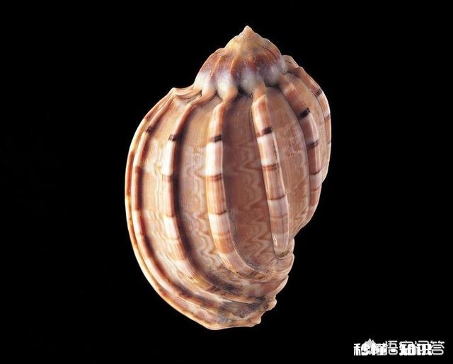 海螺怎么识年龄