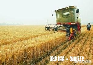 又是一年麦收时，农村的老师们谁有下水诗文拿出来晒一晒