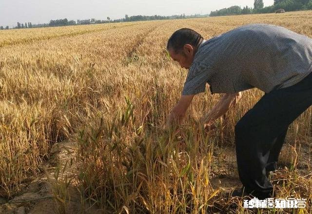 又是一年麦收时，农村的老师们谁有下水诗文拿出来晒一晒