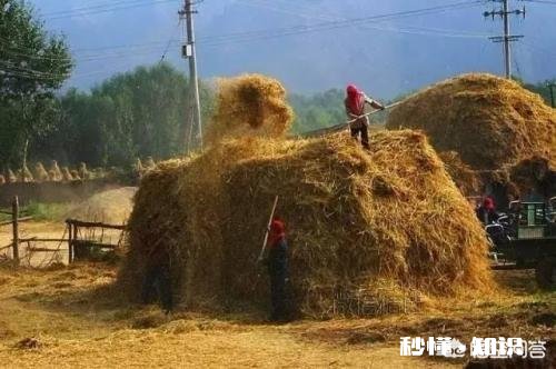 又是一年麦收时，农村的老师们谁有下水诗文拿出来晒一晒
