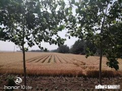 又是一年麦收时，农村的老师们谁有下水诗文拿出来晒一晒