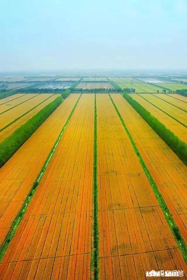 又是一年麦收时，农村的老师们谁有下水诗文拿出来晒一晒