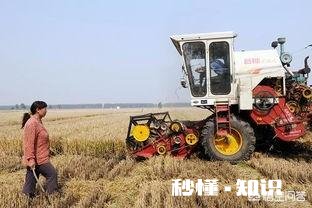 又是一年麦收时，农村的老师们谁有下水诗文拿出来晒一晒