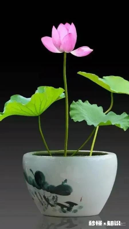 今日头条回答四个优质问题怎么回答，谁有宝典