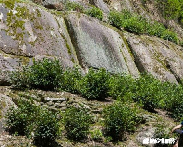 茶叶有什么著名品牌或著名茶庄