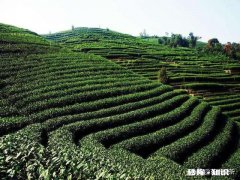 茶叶有什么著名品牌或著名茶庄
