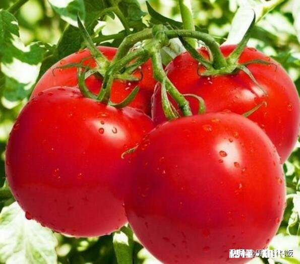 西红柿牛肉面怎么做才好吃