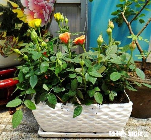 活性炭能养月季吗，注意什么