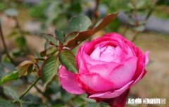 活性炭能养月季吗，注意什么