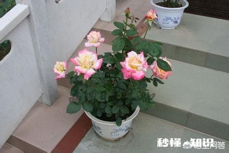 活性炭能养月季吗，注意什么