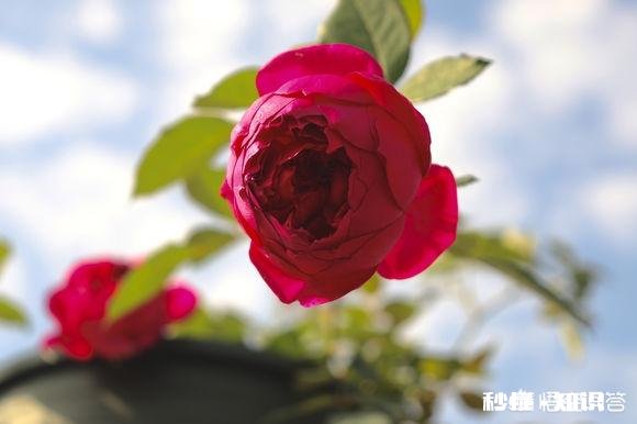 活性炭能养月季吗，注意什么