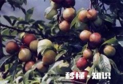 宁远特产是什么