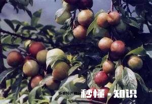 宁远特产是什么