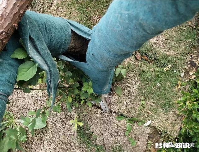 冬季如何给绿植加温