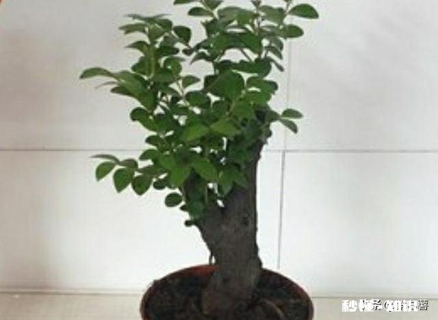 冬季如何给绿植加温