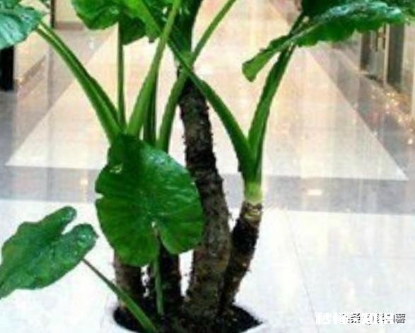 冬季如何给绿植加温