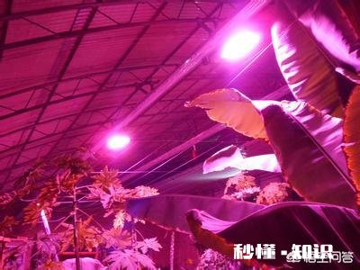 冬季如何给绿植加温