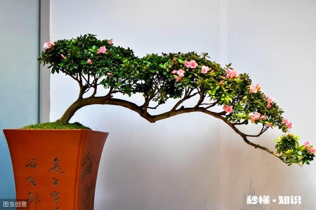 冬季如何给绿植加温