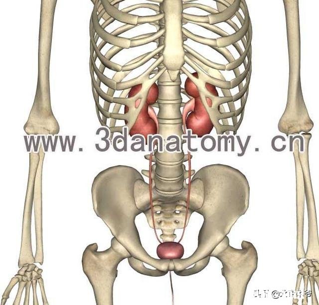 腰椎经常酸痛,请问有什么好的康复训练方法