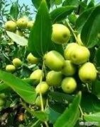 枣树对土壤和地势的要求是什么