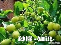 枣树对土壤和地势的要求是什么