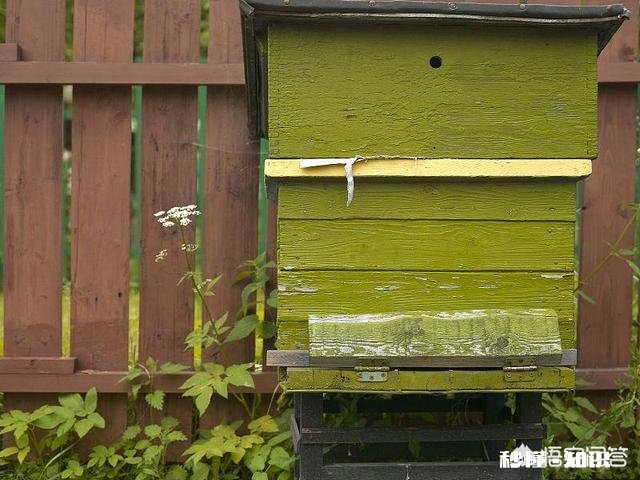 新交尾蜂王,就产雄蜂蜂子,是什么原因