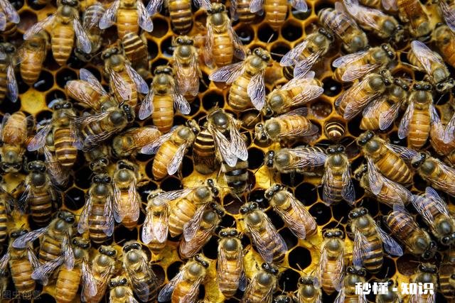 新交尾蜂王,就产雄蜂蜂子,是什么原因