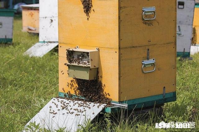 新交尾蜂王,就产雄蜂蜂子,是什么原因