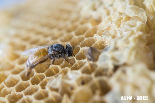 新交尾蜂王,就产雄蜂蜂子,是什么原因