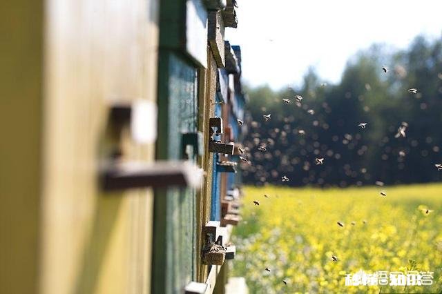 新交尾蜂王,就产雄蜂蜂子,是什么原因
