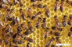 新交尾蜂王，就产雄蜂蜂子，是什么原因