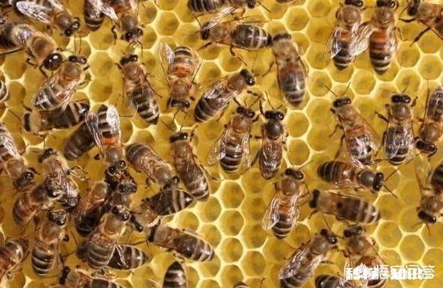新交尾蜂王,就产雄蜂蜂子,是什么原因