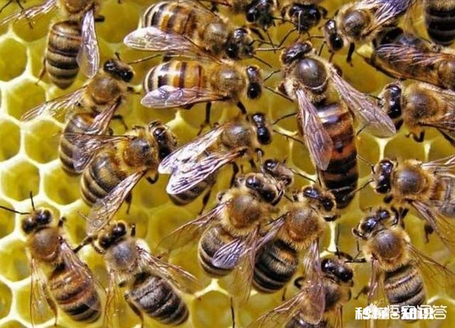 新交尾蜂王,就产雄蜂蜂子,是什么原因