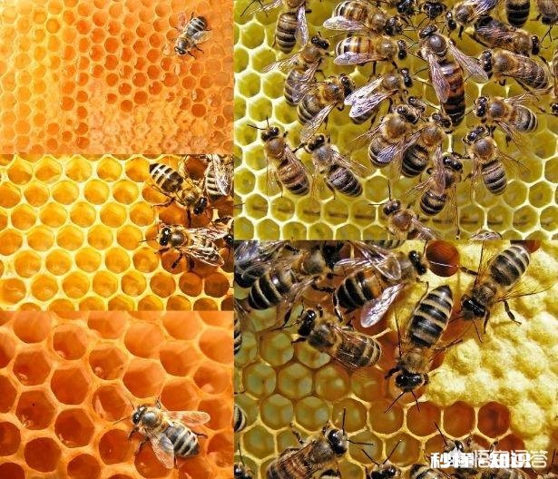 新交尾蜂王,就产雄蜂蜂子,是什么原因