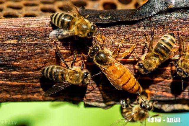 新交尾蜂王,就产雄蜂蜂子,是什么原因