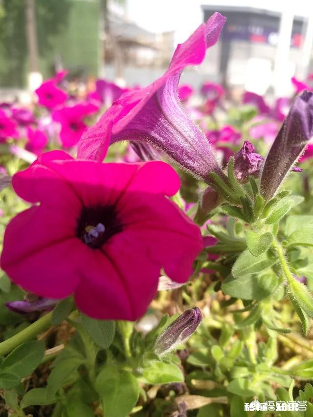 现在拍自媒体去公共场所拍,是隐蔽式拍摄,还是明着拍,你怎么看