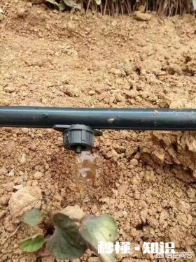 第二年的葡萄秧铺滴灌管是铺一侧好还是两侧好