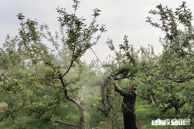 五月份苹果树的主要管理是什么
