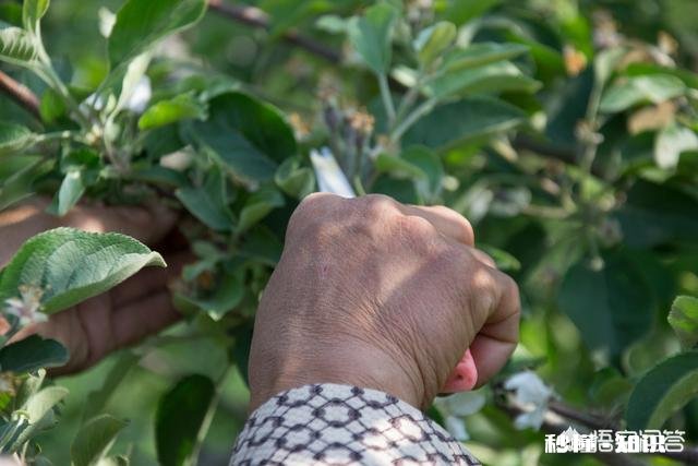 五月份苹果树的主要管理是什么