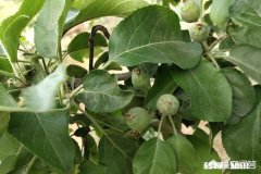 五月份苹果树的主要管理是什么