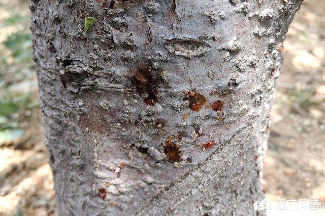 五月份苹果树的主要管理是什么