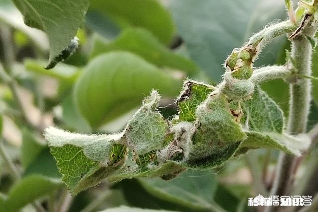 五月份苹果树的主要管理是什么