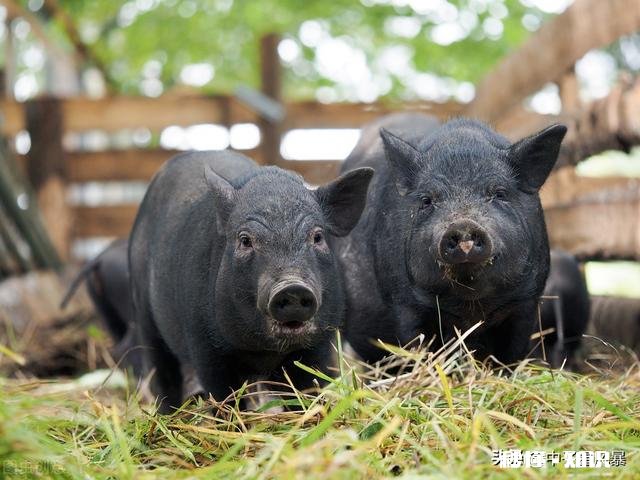 既然癌细胞可以无限增殖,那么是否可以作为某种食物来源