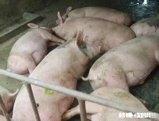 在非洲猪瘟出现的省份,农民自家无证卖猪肉是否该禁止