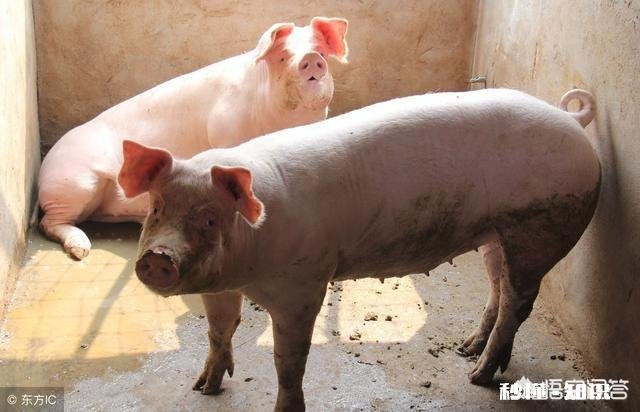 在非洲猪瘟出现的省份,农民自家无证卖猪肉是否该禁止