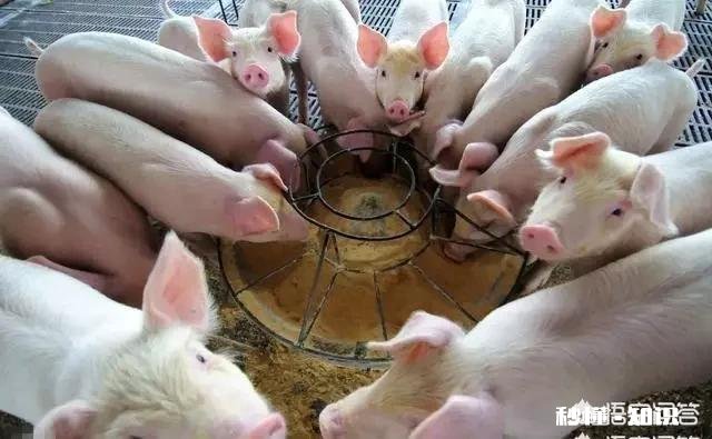 在非洲猪瘟出现的省份,农民自家无证卖猪肉是否该禁止