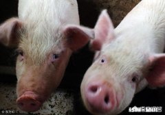 在非洲猪瘟出现的省份，农民自家无证卖猪肉是否该禁止