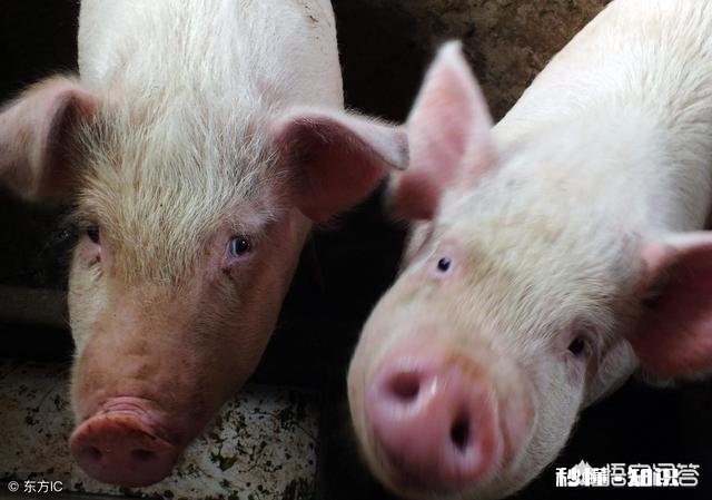 在非洲猪瘟出现的省份,农民自家无证卖猪肉是否该禁止